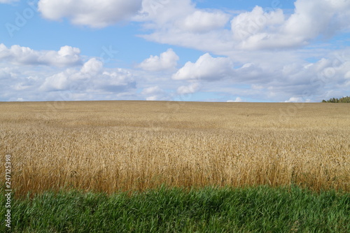 field and blue sky