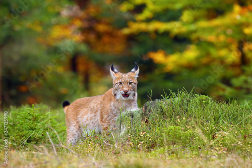 The Eurasian lynx (Lynx lynx) a young lynx in green plants, autumn forest background.
