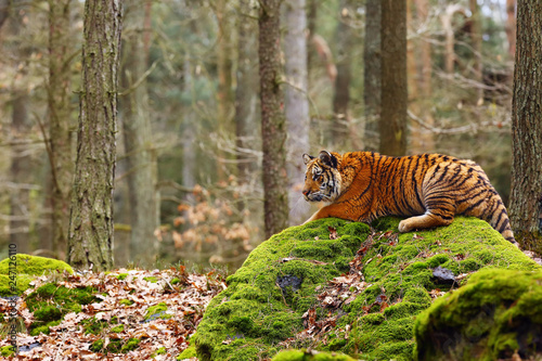 The Siberian tiger (Panthera tigris tigris),also called Amur tiger (Panthera tigris altaica) walking through the forest. Young tiger in the in a natural environment.Tiger lies on a mossy stone.