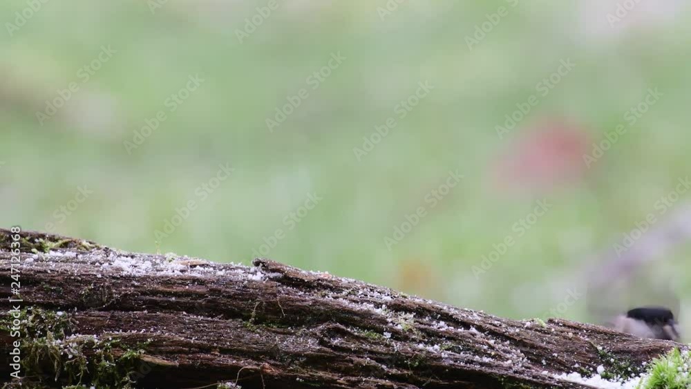 Marsh tit and nuthatch search feed on the deadwood, winter, (parus palustris), germany Marsh tit and nuthatch search feed on the deadwood, winter, (parus palustris), germany
