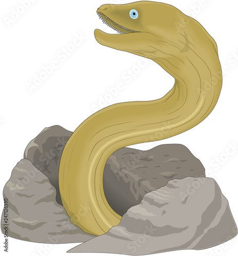 Moray Eel Vector Illustration