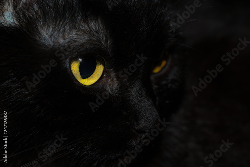 Fototapeta Naklejka Na Ścianę i Meble -   black cat muzzle close up, big yellow eyes looking into the distance