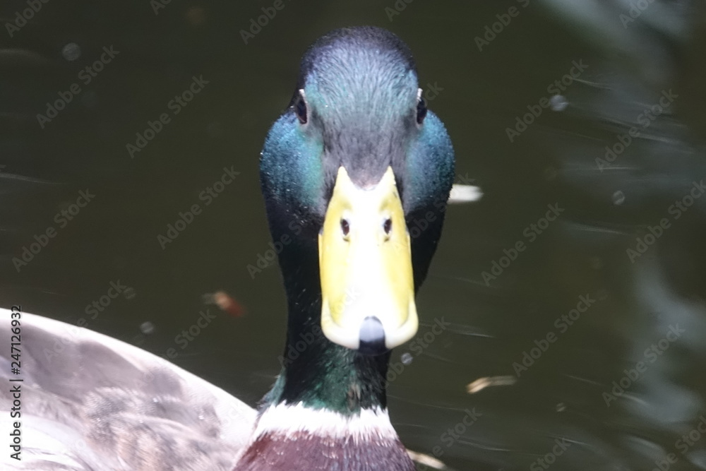 Mallard Duck-01