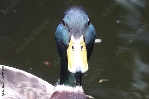 Obraz na płótnie Mallard Duck-01 w salonie