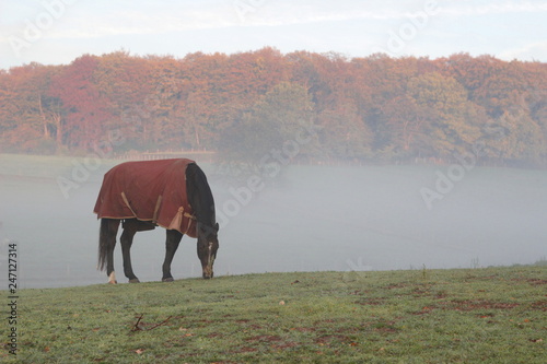 Horse with a blanket to protect the horse against cold during first cold nights in November