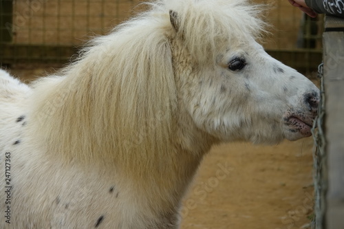 Pony