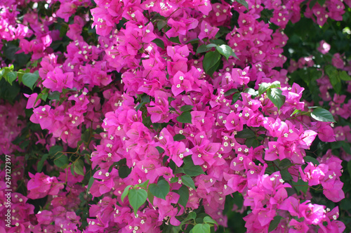 beautiful pink flowers of bougainvillea