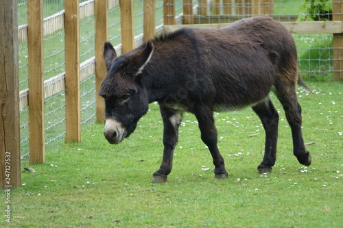 Donkey