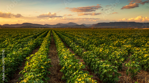 Colorful landscape image of sunset over cotton field with beautiful clouds in the sky