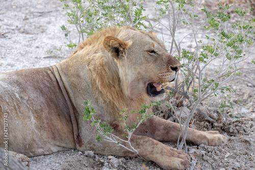 Lion resting under bush in heat
