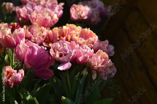 A beautiful spring day to a beautiful park in Nederland, where there are a lot of tulips and other primroses, spring park. 