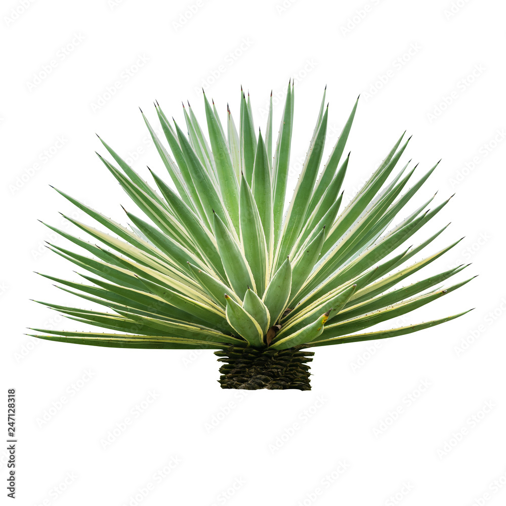 Agave plant isolated on white backgroumd. The succulent leaves of most Agave species have sharp marginal teeth are mostly monocarpic, though some species are polycarpic. Agave plant isolated on white backgroumd. The succulent leaves of most Agave species have sharp marginal teeth are mostly monocarpic, though some species are polycarpic.