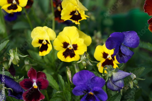 flowers in the garden