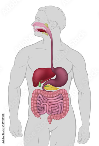 Medical anatomy illustration of  human gastrointestinal digestive system including intestines or gut 
