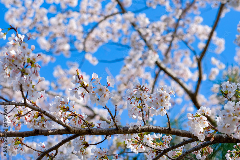 beautiful Cherry Blossom or pink Sakura flower tree in Spring Season at Lake kawaguchiko, Yamanashi, Japan. landmark and popular for tourist attractions beautiful Cherry Blossom or pink Sakura flower tree in Spring Season at Lake kawaguchiko, Yamanashi, Japan. landmark and popular for tourist attractions