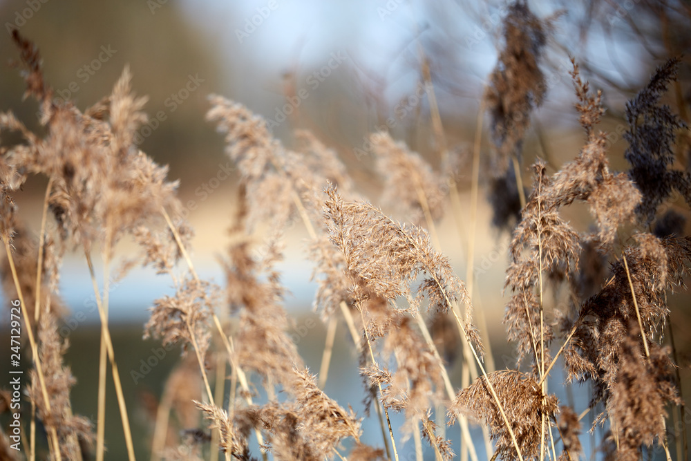 Fototapeta premium Reed at lake in winter