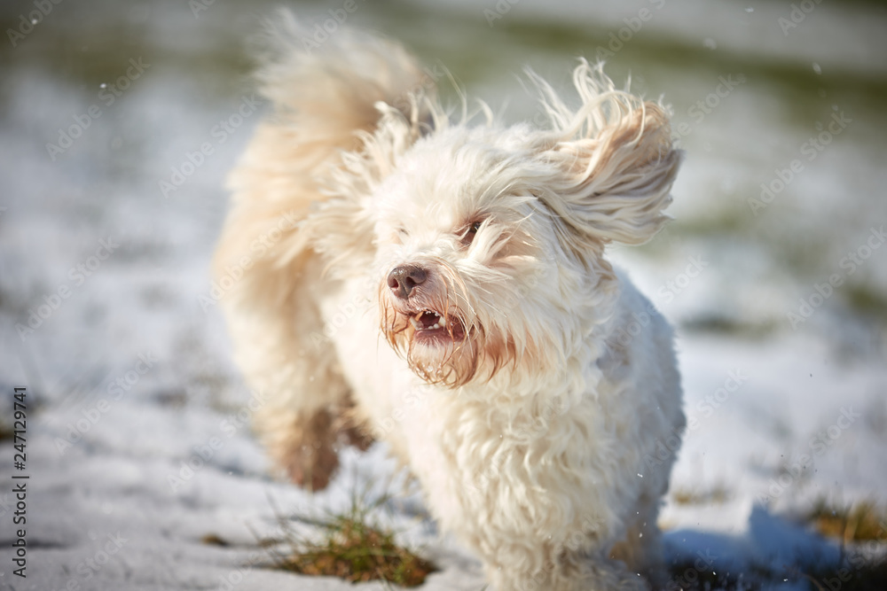 White havanese dog running in the snow in winter