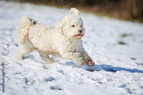 White havanese dog running in the snow in winter