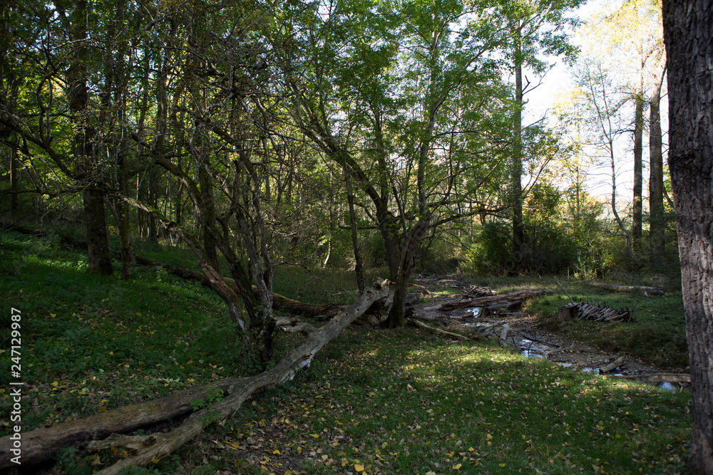 Fototapeta premium Wald