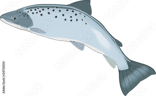 Atlantic Salmon Vector Illustration