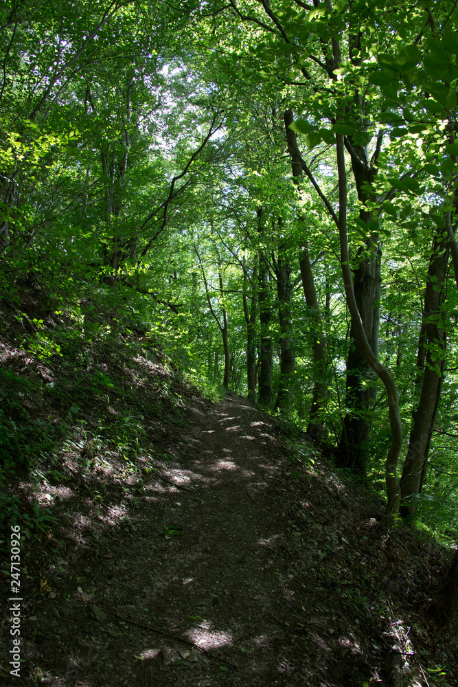 Obraz premium Waldweg