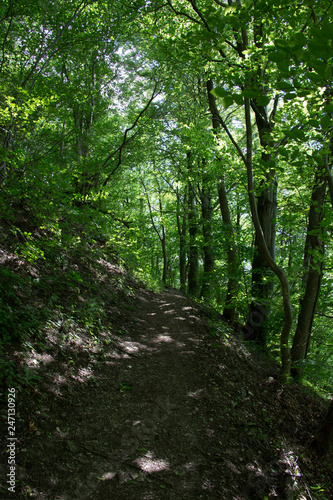 Waldweg © EinBlick