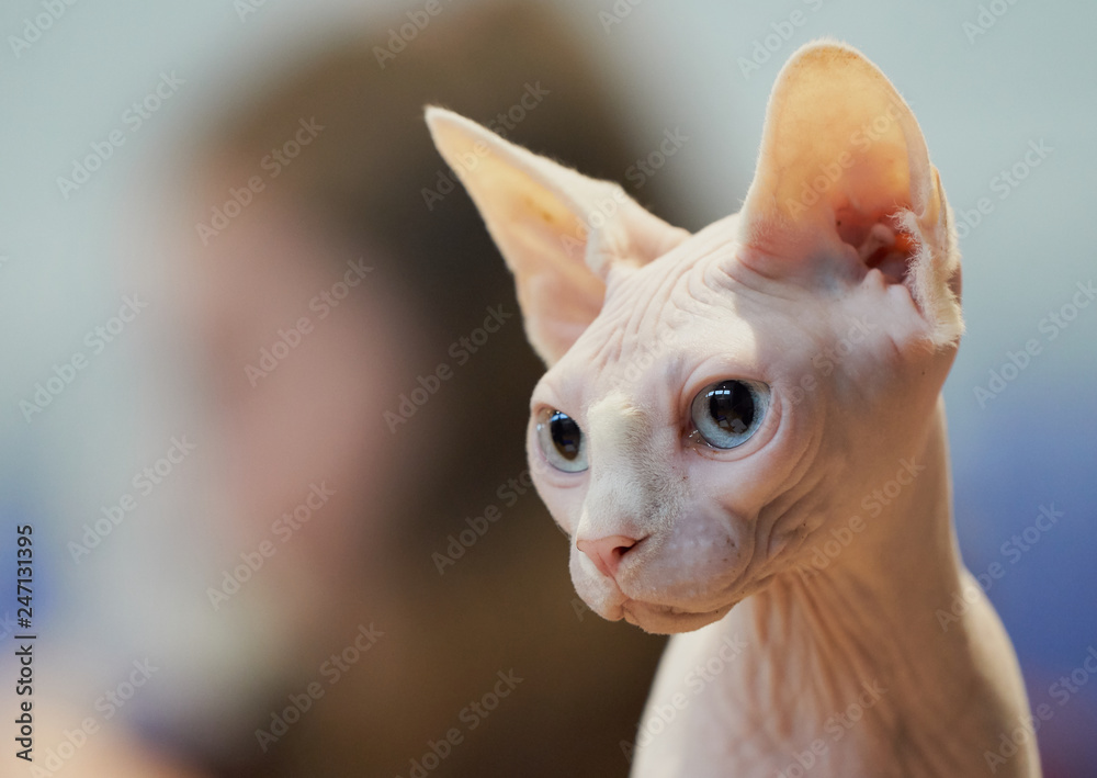 White hairless cat portrait