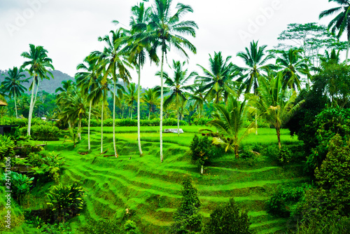 Green rice field terrace view with rice, tree, plantation for travel destination for school family holiday in the spring summer in a remote island