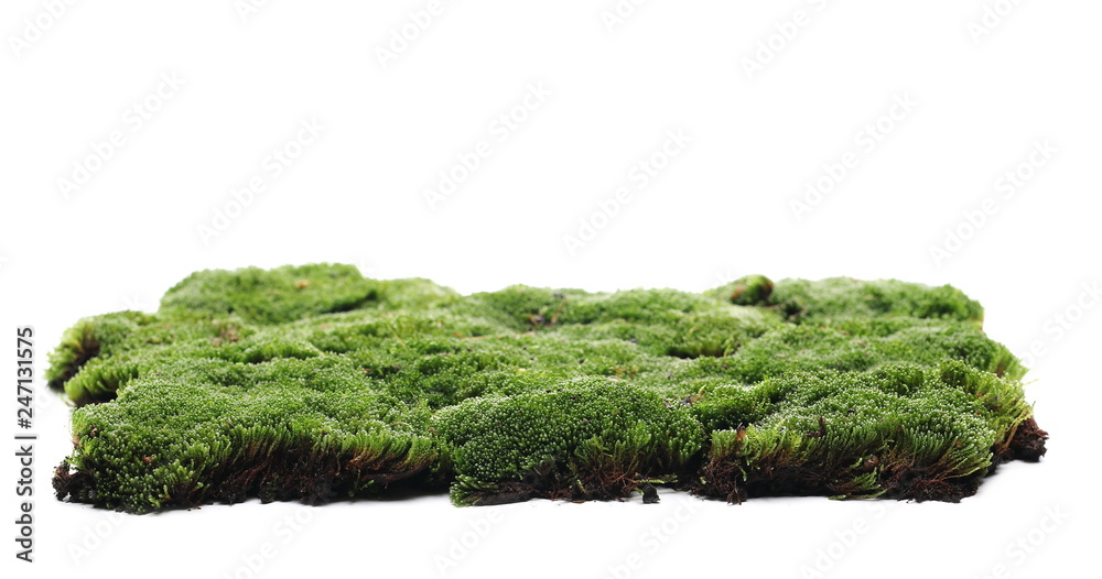 Green moss isolated on white background Green moss isolated on white background