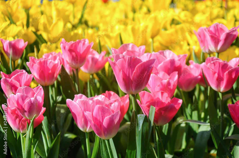 Colorful tulips in the garden