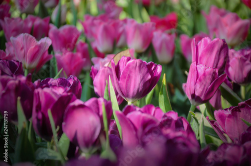 Close up of purple tulips lit by sunlight © prettyboy80