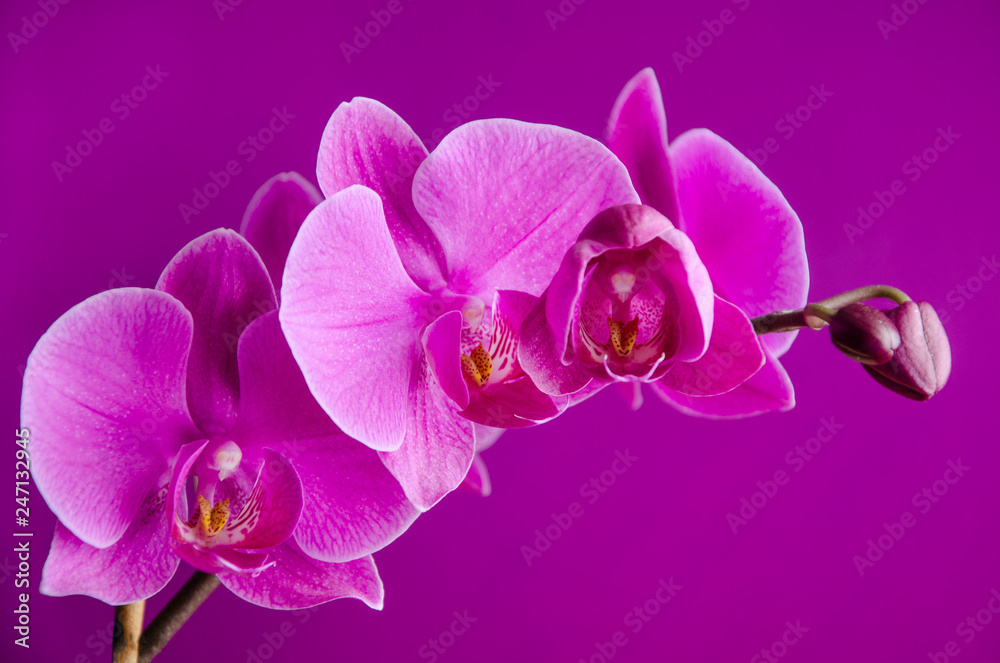 Purple orchid on violet background close up. Purple orchid on violet background close up.