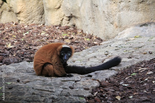 Cute lemur photo