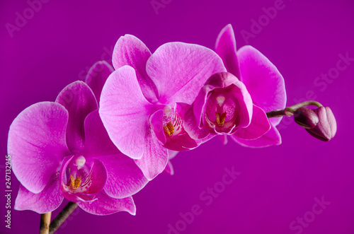 Purple orchid on violet background close up.