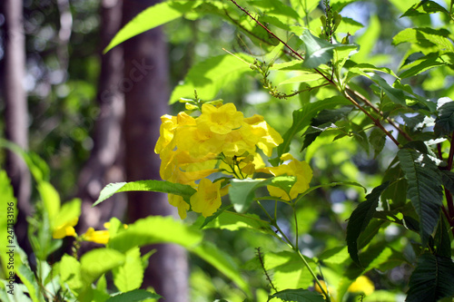 beautiful yellow flowers on tree branches in a park © sparklet
