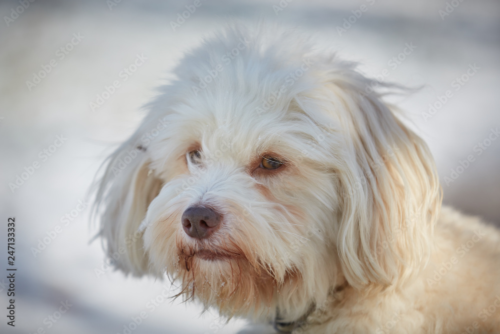 Havanese dog obedient waiting and looking outside in the snow Havanese dog obedient waiting and looking outside in the snow