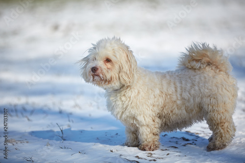 Havanese dog obedient waiting and looking outside in the snow © Vista Photo