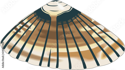 Limpet Shell Vector Illustration photo