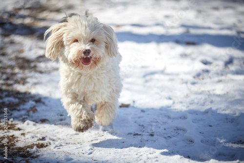 Havanese dog playing in the snow with ball © Vista Photo