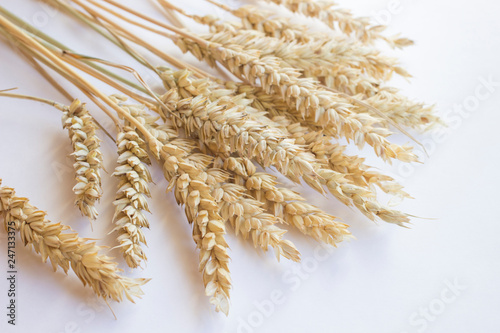 Cereals: Spikelets of wheat on a white background. Top view