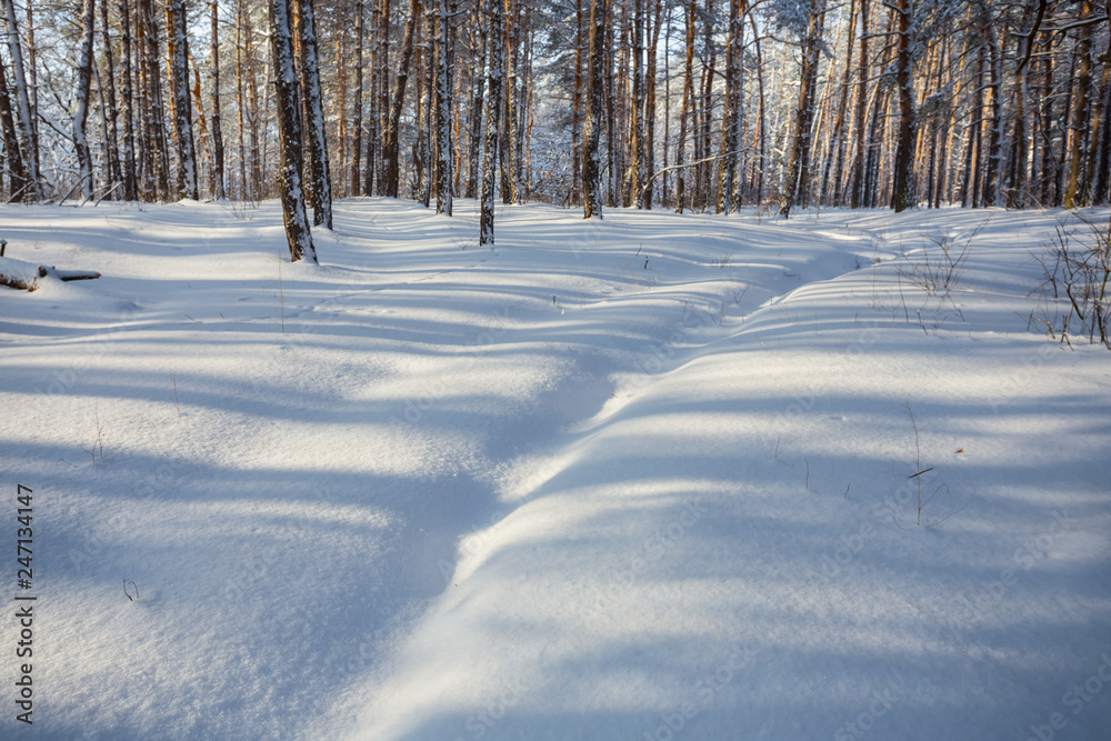Obraz premium closeup pine forest glade covered by a snow
