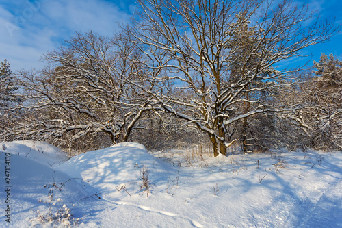 Wallpaper Mural beautiful winter forest in a snow Torontodigital.ca