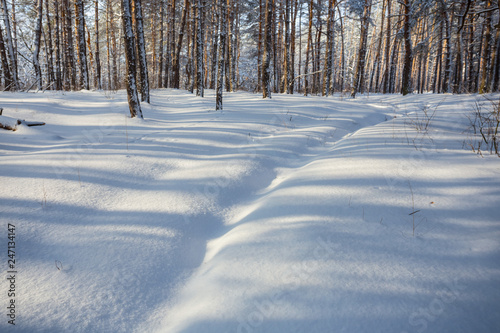 closeup pine forest glade covered by a snow © Yuriy Kulik