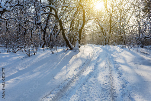 beautiful winter forest in a snow in a sunlight © Yuriy Kulik