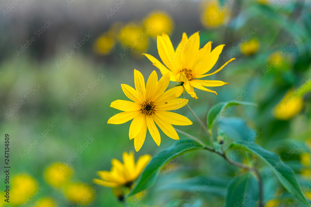 Flowers of the ornamental plant Maximilian sunflower (Helianthus maximiliani). Flowers of the ornamental plant Maximilian sunflower (Helianthus maximiliani).