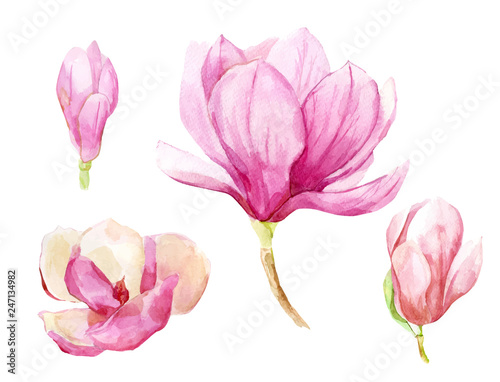 Magnolia flowers in Watercolor technique. Aquarelle hand-drawn nature floral bright pink spring flowers. Set of cute Japanese blooming wildflowers of vector illustration.