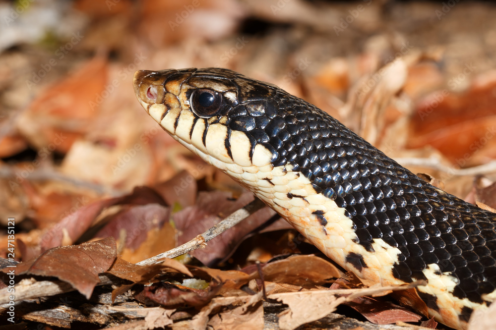 Fototapeta premium middle sized snake Malagasy Giant Hognose, Leioheterodon madagascariensis in Ankarafantsika National Park, Madagascar wildlife, Africa