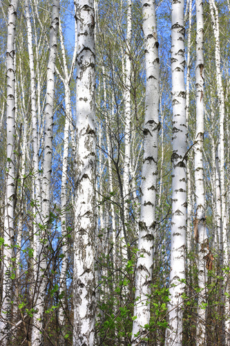 Young birches with black and white birch bark in spring in birch grove against the background of other birches
