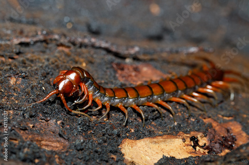 Fotografiet centipede, Scolopendra sp
