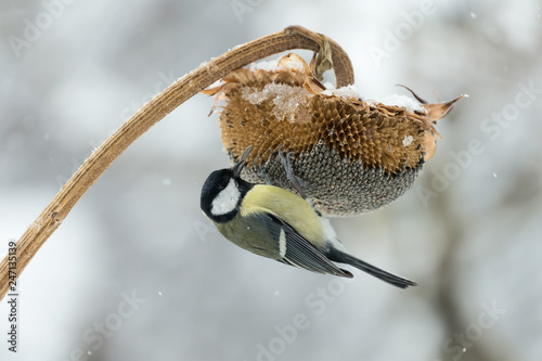 Cianciallegra prende un seme di girasole sotto una fitta nevicata (Parus major)